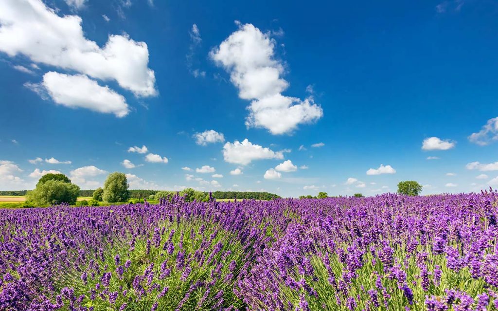 Paysage de lavandes en fleur sur le plateau de Valensole en Provence